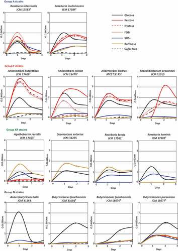Figure 1. Growth of 14 butyrate-producing bacteria on several oligosaccharides. Growth was monitored at 660 nm in basal YCFA broth supplemented with 0.5% (w/v) oligosaccharides, including kestose, nystose, fructooligosaccharide mixture (FOSs), xylooligosaccharide mixture (XOSs), and raffinose, and glucose and sugar-free broths were included as controls. Data were obtained every 24 h until 72 h. Data plotted in graphs are the means ± standard deviations of triplicates of strains