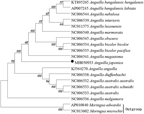 Figure 1. The phylogenetic tree of A. japonica and other 16 Anguilla species was constructed using the Neighbor Joining (NJ) methods based on 12 protein-coding genes encoded by the heavy strand. The bootstrap values are based on 1,000 resamplings and the number at each node is the bootstrap probability. The number before the species name is the GenBank accession number. The genome sequence in this study is labelled with a black spot.