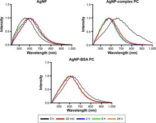 Figure 4 Time course of macrophage internalized in 110 nm PVP-suspended AgNPs.Notes: Macrophages were exposed to AgNPs, AgNPs with a complex PC, or AgNPs with a BSA PC at a concentration of 25 µg/mL for 30 minutes. Following exposure, AgNPs were removed, and cells were washed and placed in media with serum. Spectra of internalized 110 nm AgNPs were assessed at 30 minutes, 2 hours, 6 hours, and 24 hours postexposure.Abbreviations: PVP, polyvinylpyrrolidone; NPs, nanoparticles; PC, protein corona; BSA, bovine serum albumin; h, hours; min, minutes.