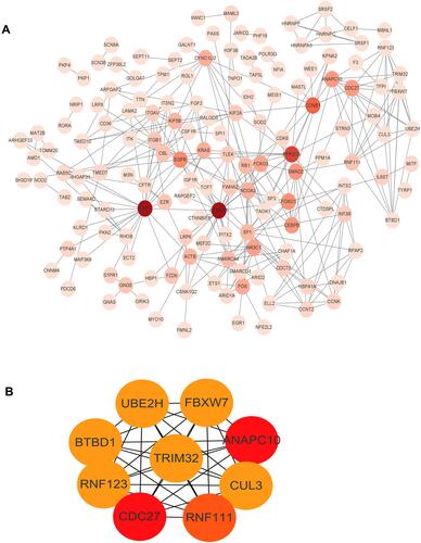 Figure 7 The PPI network of the target genes. (A) The target genes were ranked in the PPI network. The depth of red indicates the importance of genes in the network. (B) The hub genes network (RNF111, ANAPC10, FBXW7, CUL3, BTBD1, TRIM32, CDC27, UBE2H and RNF123).