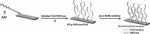 Figure 3 Synthesis of a binary copolymer of NAS and NIPAAm grafted onto polypropylene (PP-g-NAS/NIPAAm) and cross-linked with poly-L-lysine.