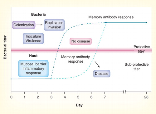 Figure 6. Schematic outlining the kinetics of the immune response on exposure to infection.