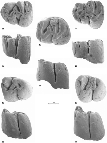 Figure 3. Debruijnia kostakii from Karydia 2: 1 a, b, m1 No. 1014, 2 a, b, m1 No. 1013, 3 a, b m2 No. 1016. 4 a, b, m3 No. 1019, 5 m3 No. 1020.