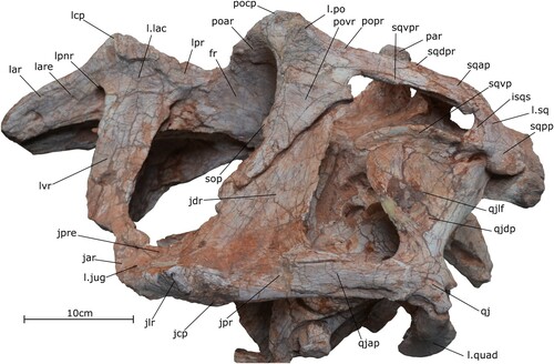 FIGURE 5. Posterior skull of the holotype specimen of Qianzhousaurus sinensis (GM F10004). Photograph of posterior skull in left lateral view. Abbreviations: fr, frontals; isqs, inter-squamosal sinus; jar, jugal anterior ramus; jcp, jugal cornual process; jdr, jugal dorsal ramus; jlr, jugal lateral rugosity; jpr, jugal posterior ramus; jpre, jugal pneumatic recess; l. jug, left jugal; l. lac, left lacrimal; l. po, left postorbital; l. quad, left quadrate; lar, lacrimal anterior ramus; lare, lacrimal accessory recess; lcp, lacrimal corneal process; lpnr, lacrimal pneumatic recess; lpr, lacrimal posterior ramus; lsq, left squamosal; lvr, lacrimal ventral ramus; par, parietal; poar, postorbital anterior ramus; pocp, postorbital cornual process; popr, postorbital posterior ramus; povr, postorbital ventral ramus; qj, quadratojugal; qjap, quadratojugal anterior process; qjdp, quadratojugal dorsal process; qjlf, quadratojugal lateral fossa; r. sq, right squamosal; sop, sub-orbital plate; sqap, squamosal anterior process; sqdpr, squamosal dorsal prong; sqpp, squamosal posterior process; sqvp, squamosal ventral process; sqvpr, squamosal ventral prong.