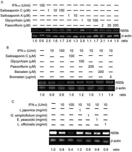 Figure 1.  Replication inhibition effect on Huh-7 cells containing an HCV subgenomic replicon by purified components of herbal medicines. (A) Huh-7 cells (7 × 106/ml) containing an HCV subgenomic replicon were treated with sailosaponin C, sailosaponin A, glycyrrhizin, or paeoniflorin at the concentrations indicated in the figure for 48 h. For analysis of NS5B, 1 μg RNA was extracted for RT reactions and PCR. PCR products (4 μl) were applied to a 1.5% agarose gel. As a control, 1 μg RNA was extracted from untreated Huh-7 cells containing the HCV subgenomic replicon (Lane 1). (B) HCV-Huh-7 cells were treated with purified components of herbal medicines in the presence of 10 IU/ml IFN-α as above. (C) HCV-Huh-7 cells treated with herbal extracts in the presence of 10 IU/ml IFN-μ. Ratio levels presented are the means of triplicates. Cell treatment at each concentration has been repeated in three separate experiments.