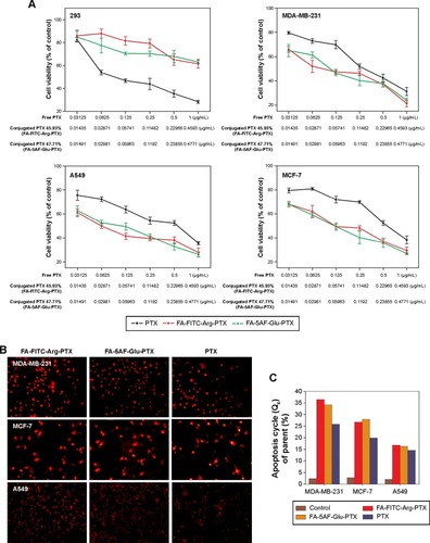 Figure 4 In vitro antitumor effects of FA-FITC-Arg-PTX and FA-5AF-Glu-PTX.Notes: (A) A cell viability ratio assay was used to qualitatively display the antitumor activity and cytotoxicity of FA-FITC-Arg-PTX and FA-5AF-Glu-PTX in the tumor cell lines and normal HEK293 cell line (MTT assay, n=6). (B) The cells were then incubated in the free PTX, FA-FITC-Arg-PTX, and FA-5AF-Glu-PTX drug formulations. One day later, the morphology of cell apoptosis was observed by fluorescence microscopy. (C) The number of late apoptosis/necrotic value (Q4) of the three cell lines (MDA-MB-231, MCF-7, and A549) was 25.8%/36.5%/34.1%, 19.9%/26.7%/27.9%, and 14.6%/16.8%/16.3%, respectively.Abbreviations: 5AF, 5-aminofluorescein; FA, folic acid; FITC, fluorescein isothiocyanate; PTX, paclitaxel.