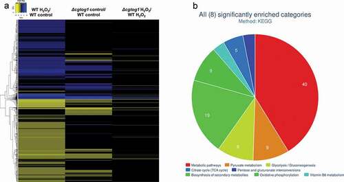 Figure 5. C. glabrata gene expression during oxidative stress and its regulation by CgTOG1. (a) Heatmap depicting the global transcriptomics response to H2O2 in KUE100 C. glabrata wild type and the derived Δcgtog1. (b) Systematic analysis of differentially expressed genes regulated by CgTOG1 with the help of enriched KEGG pathways calculated with FungiFun2. The significantly enriched pathways are shown