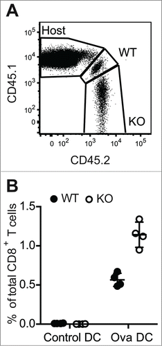 Figure 2. Increased expansion of Ptpn22‑/− T cell populations in response to in vivo challenge with high affinity antigen. CD45.1/CD45.2 WT and CD45.2 Ptpn22‑/− OT-1 T cells were transferred i.v. to CD45.1 recipient mice that were subsequently challenged i.v. with unpulsed (control) or ovalbumin-pulsed (Ova) DCs. After 7d, proportions of host and donor CD8+ T cells in LNs were assessed by flow cytometry (A). Lines represent mean values within groups and circles represent values from individual mice (B).
