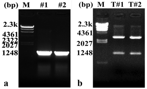 Figure 1. Cloning and identification of PtWRKY39 gene (a) The cDNA of PtWRKY39 gene of #1 leaves, #2 leaves, amplified by PCR. M: Molecular marker; # 1 and # 2: PCR products of PtWRKY39 gene in stems of P. tomentosa, respectively. (b) pMD18-T- PtWRKY39 digested by double enzymes M: Molecular marker; T#1&T#2: pMD18-T-PtWRKY39 digested by double enzymes