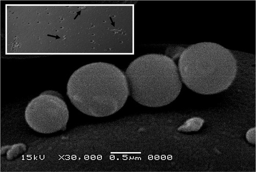 Figure 3 A scaning electron micrograph of SXN4.