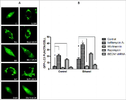 Figure 3. Ethanol increases LC3 puncta. (A) SH-SY5Y cells were transfected with a GFP-LC3 plasmid and exposed to ethanol (0.8%) in the presence/absence of bafilomycin A1 (Baf: 10 nM) or wortmannin (Wort: 10 μM) for 6 h. In some experimental groups, cells were cotransfected with BECN1 shRNA (BEC). The formation of GFP-LC3 puncta was examined under a fluorescence microscope 6 h after ethanol exposure. (B) GFP-LC3 puncta/cell was quantified. * P < 0.05. (from ref. 35 with permission of the publisher).