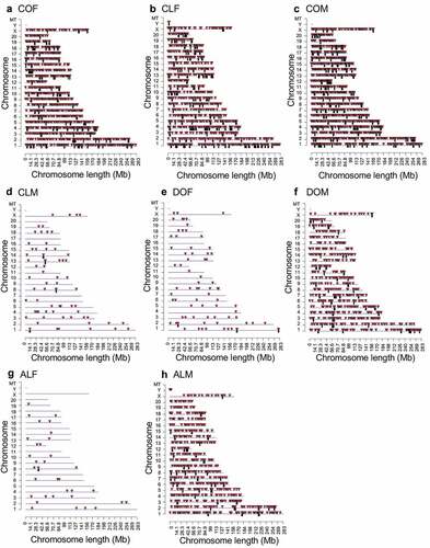 Figure 2. DMR chromosomal locations. The DMR locations on the individual chromosomes for all DMRs at a p-value threshold of <1e-05. (a) Control obese female DMRs. (b) Control lean female DMRs. (c) Control obese male DMRs. (d) Control lean male DMRs. (e) DDT obese female DMRs. (f) DDT obese male DMRs. (g) Atrazine lean female DMRs. (h) Atrazine lean male DMRs. Red arrowheads indicate positions of DMRs and black boxes indicate clusters of DMRs.