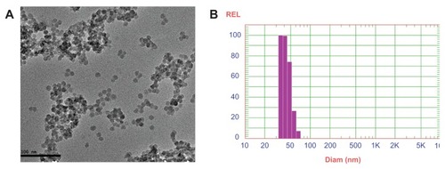 Figure 1 (A) Transmission electron microscopic image and (B) dynamic light scattering of silica nanoparticles coencapsulating gadolinium oxide and horseradish peroxidase.