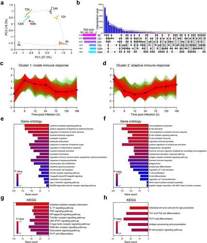 Figure 2. RNA-seq analysis reveals the mechanism of host immune response after E. faecium infection. (a) Principal component analysis results of RNA-seq data. The same color represents replicates of the same stage. (b) Histograms show differential expressed genes at different time points. (c–d) Cluster 1 and 2 of gene expression identified by Mfuzz cluster analysis. (e–f) Gene ontology enrichment analysis revealed the biological processes of cluster 1 and 2. (g–h) KEGG enrichment analysis of cluster 1 and 2.