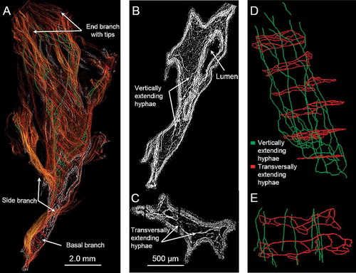 Fig. 4. Morphology of the trama tissue of basidioma branches. A. Medial-longitudinal plane with overlaid volume rendering and reconstructed vertically (green) and transversally extending hyphae (red). B. Medial-longitudinal plane in the basal region representing a lumen and vertically running hyphae. C. Transversal hyphae within the basal branch. D, E. 3-D reconstruction of vertical and transversal hyphae in the basal branch.