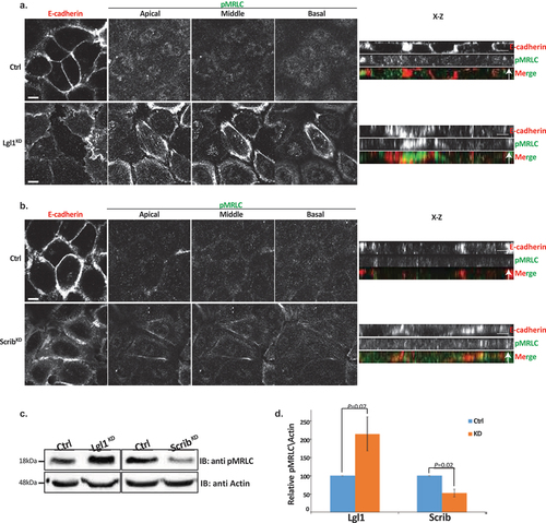 Figure 6. Lgl1 and Scrib regulate NMII activation at AJs. A549 tet-shLgl1 without (Ctrl) and with Dox (Lgl1KD), A549 tet-shscrib without (Ctrl) and with Dox (ScribKD) cell lines indicated were stimulated with TGFβ for 30 min. (a) and (b) cells were fixed and immunostained for pMRLC and E-cadherin. Left, representative images from Z-stack of E-cadherin from apical side and pMRLC from apical, middle, and basal side. Scale bar, 10 µm. Right, Z-stack obtained as described above. Scale bar, 5 µm. (c) levels of pMRLC in control, Lgl1- and Scrib-depleted cell lines. Cell lysates were subjected to IB with antibodies against pMRLC and actin. (d) quantification of amounts of pMRLC presented in panel (C). pMRLC and actin bands were analyzed by densitometry using ImageJ, and the amounts of pMRLC were normalized relative to actin. Shown are the amounts of pMRLC in the Lgl1KD and ScribKD cell lines relative to the amounts of pMRLC in control cells. Values are the mean ± SD from three independent experiments subjected to two-tailed, two-sample, and unequal-variance Student’s t test. Molecular weights of the proteins are indicated.