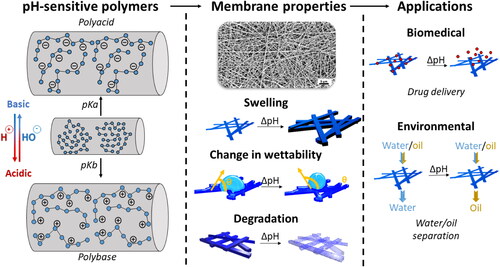 Figure 1. Schematic representation of the pH-responsive e-spun nanofibers at the molecular and fiber level, the membrane property changes upon changing the pH, and their use for different applications.