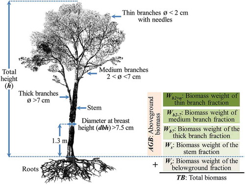 Figure 2. P. halepensis morphology and the tree biomass fractions according to Ruiz-Peinado, Del Rio, and Montero (Citation2011). The total biomass (TB) refers to the dry weight of the plant material from trees, including roots, stems, bark, branches and leaves from the ground to the apex. The biomass of a tree can be divided into fractions above- and belowground (Maltamo, Næsset, and Vauhkonen Citation2014).