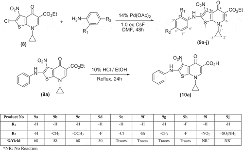 Scheme 7. Palladium-catalyzed coupling of thienopyridone(8) with aniline derivatives.