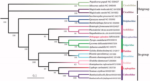 Figure 1. Maximum likelihood tree based on 23 complete mitochondrial genome sequences. Fulgoromorpha: 19 in-group species and four outgroup species: two in Cicadellidae and two in Cicadidae.