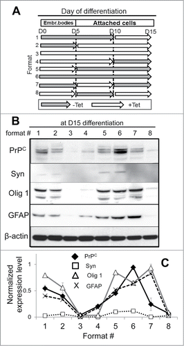 Figure 5. The effect of PrPC silencing at different time points on differentiation of hESCs into neuron-, oligodendrocyte-, and astrocyte-specific lineages. (A) Schematic representation of eight experimental formats, where PrPC was temporarily silenced for 5, 10, or 15 d. hES+TetR+ShPrPC (Sup) cells were cultured under spontaneous differentiating conditions either in the absence (gray arrows, PrPC expression is on) or presence of 1 μg/ml tetracycline (white arrows, PrPC expression is silenced). Western blotting (B) and normalized expression level (C) of PrPC, Syn (synapsin I), Olig 1 and GFAP in hESCs after 15 d of culturing according to eight experimental formats described in panel A. β-actin was used as a loading control. In (C), the expression level of each protein was normalized relative to that of β-actin in each differentiation format. The data represent a mean ± SD from three independent experiments.