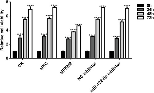 Figure 4 Knockdown of miR-122-5p or PKM2 suppresses renal cancer cell viability using CCK-8 assay (****p<0.0001).