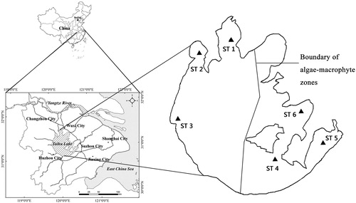 Figure 1. Lake Taihu and sampling locations (ST1, ST2 and ST3 are in the algae-dominated zone and ST4, ST5 and ST6 are in the macrophyte-dominated zone) in China.