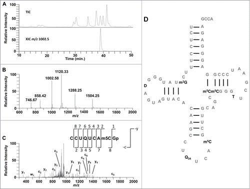 Figure 6. Schizosaccharomyces pombe Asp-tRNAGUC contains queuosine at position 34. (A) LC-MS/MS was performed on T1 digested tRNA producing a total ion chromatogram (TIC). (B) A digestion produce (m/z 1002.6) was found eluting at 39.0 min., as shown by the extracted ion chromatogram (XIC). The MS spectra at this time point depicts a signal from 3 oligonucleotides CCU[Q]UCA[m5C]Gp (m/z 1504.25−2 and 1002.58−3), AAUCCCGp (m/z 1120.33−2 and 746.67−3), and UACACAAG>p (m/z 1288.25−2 and 858.42−3). (C) Collision induced dissociation of m/z 1002.58 produces the nearly all expected –c and –y ions for the sequence CCU[Q]UCA[m5C]Gp. (D) Sequence of S. pombe Asp-tRNAGUC. Reprinted and adapted with permission from ACS Chemical Biology. Copyright 2014 American Chemical Society.