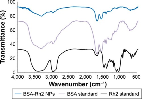 Figure 4 FT-IR pattern of BSA-Rh2 NPs corresponding to standard BSA.Abbreviations: BSA, bovine serum albumin; NPs, nanoparticles.