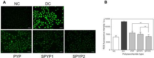 Figure 3 Intracellular ROS expression of damaged cells before and after repair by PYPs with different –OSO3– content. (A) Fluorescence microscopy images; (B) quantitative histogram of fluorescence intensity. Polysaccharide concentration: 100 μg/mL; oxalate concentration: 2.6 mmol/L: injury time: 3.5 h; repair time: 12 h. Compared with DC group, **P<0.01. Scale bars: 50 μm.