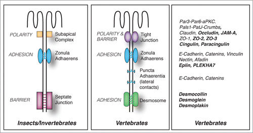 Figure 1. Evolution of junctional architecture, and the molecular complexity of vertebrate junctions. Simplified schemes showing the organization of the apical junctional complexes of polarized epithelial cells in insects (as an example of invertebrates) and vertebrate organisms. The canonical functions (polarity, barrier, adhesion) of each type of junction (SAC = sub-apical complex/marginal zone, zonula adhaerens (ZA), septate junction, tight junction, desmosome) are indicated on the left of the respective junction. E-cadherin based junctions along the lateral contacts of epithelial cells (puncta adhaerentia) have a composition similar to that of punctate junctions between filopodial tips, e.g they contain a classical cadherin, and catenins (p120ctn, β-catenin, α-catenin), but not PLEKHA7 and afadin. On the right, a non-exhaustive list of proteins associated with vertebrate junctions is shown. Proteins, which have so far been identified exclusively in vertebrate organisms, are highlighted in bold character.