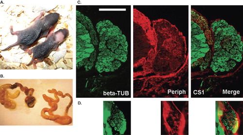 Figure 5.  Comparison between new-born normal mice and new-born mice in which Runx1a expression was activated during embryonic days 8–11. Note the small body size and pigment defects (A, right), megacolon (B, left), and small DRG size (D compared to C) following Runx1a activation. DRGs are labeled with the neuronal markers beta-tubulin (green) and peripherin (red). Scale bar = 100 μm (C, D).