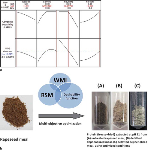 FIGURE 5 (a) Overall optimum conditions and response behavior of WMI predicted from desirability function approach; (b) Photograph explaining the improvement in whiteness of rapeseed protein isolates (freeze-dried) under the predicted optimal condition.