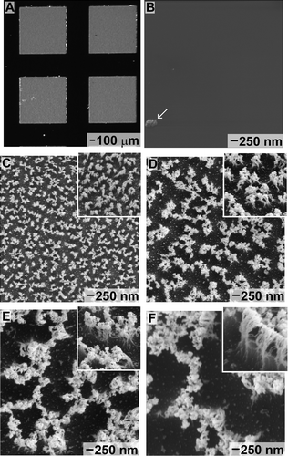 Figure 1 (A) Optical image depicting a portion of one array of 1 × 1 mm SU-8 pads supported on a silicon substrate. The initial surface of these polymer pads is flat, as depicted in this (B) SEM image. A particle indicated by an arrow is the only observable topography on this surface. The polymer, masked by randomly distributed gold nanoparticles, was directionally etched by a RIE process to produce arrays of fibrils. The aspect ratios of these fibrils increased with longer etch times: (C) 5 min; (D) 10 min; (E) 20 min; and (F) 30 min. These SEM images (C–F) show the respective fibrillar structures from the top (primary image), as well as from the side by a 60° tilt from normal (insets).