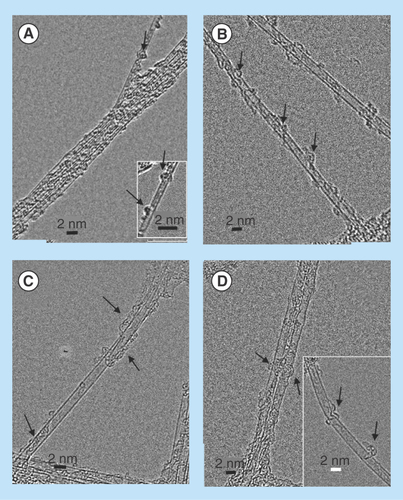 Figure 8.  High-resolution transmission electron micrographs of single wall carbon nanotubes-siRNA complexes.(A) Semiconducting G-Isonanotubes-S complex and (C) metallic G-Isonanotubes-M complex and (B) semiconducting gemini-IsoS-siRNA and (D) metallic G-Isonanotubes-M-siRNA. Insets in (A) and (D), represent additional images taken for those samples. Arrows indicate the wrapping pattern of gemini surfactant or siRNA around (A&B) semiconducting nanotubes and (C&D) metallic nanotubes.
