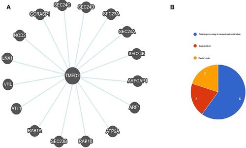 Figure 8 A TMED2-enriched genes PPI network and pathway analysis. (A) A PPI network of TMED2 enriched genes, (B) Pathways analysis of the TMED2 enriched genes.