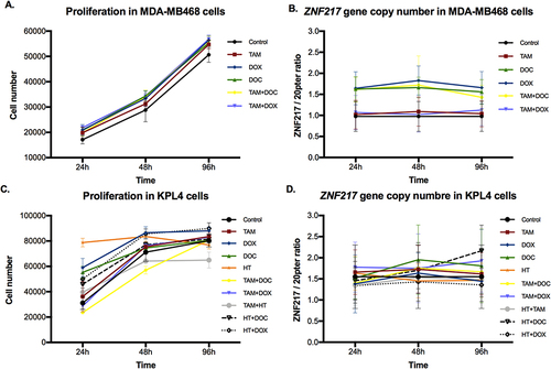 Figure 3 Effects of single and combined treatments on cell proliferation, and on ZNF217 gene copy number in ERα- cells after 24h, 48h and 96h. (A and B) MDA-MB468 cells. (C and D) KPL4 cells. Error bars represents mean standard deviation of 24 replicates. Differences between control and treatments were evaluated with Dunnett’s multiple comparisons test (see Supplementary Tables 3 and 4).