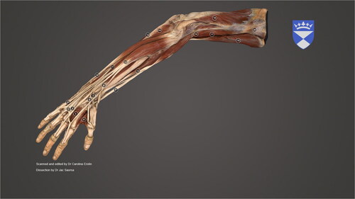 Figure 3. A screenshot of the final ‘moderate realism’ scan as seen in Sketchfab.