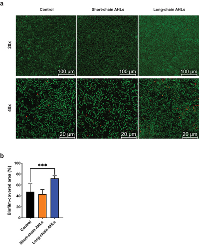 Figure 2. Confocal-laser scanning microscopy visualisation of E. faecalis biofilms. (a) Representative photomicrographs of E. faecalis ATCC 29212 biofilms grown without AHLs (left) and in the presence of either short- (middle) or long-chain AHLs (right). The upper photomicrographs display FoVs observed at 20× magnification and lower photomicrographs at 40× magnification. Scale bars represent 100 μm on 20× photomicrographs and 20 μm at 40× magnification. (b) Histograms represent the area covered by E. faecalis biofilms. Conditions are displayed on the x-axis. The y-axis expresses the percentage of biofilm-covered area relative to the total FoV (n = 8 fields at 20×). Statistical significance of pairwise comparisons between each AHL mix (short- or long-chains) and no AHL controls is displayed as ***p ≤ 0.001 (t-test, α = 0.05).