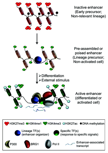Figure 2. Chromatin dynamics at tissue-specific enhancers during cell differentiation. In early precursors or non-relevant lineages, the enhancer region is cover by nucleosomes and often associated to repressive marks, such as H3K27me3 or DNA methylation. During differentiation, lineage-specific TFs (also called master regulators or enhancer organizers) bind to the majority of the tissue-specific enhancer repertoire. These enhancers are nucleosome free regions and enriched for H3K4me1, but are generally in a poised state. Subsequently, upon cell differentiation and/or external stimuli, induced or activated TFs binds to some of the accessible enhancers in order to fine-tune gene expression. Active enhancers are now associated with additional cofactors such as BRG1, p300 and Pol II and correlate with further nucleosome remodeling, acquisition of additional histone modifications, such as H3K27ac and H3K4me3, and local transcription.