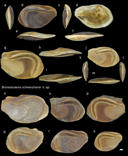 Figure 9. Sciaenidae. a-f: Bruneisciaena schwarzhansi holotype (NHMUK PV P 76646 from Dadap village: posterior (a), inner (b), anterior (c), external (d), dorsal (e), ventral (f) views. g-i: B. schwarzhansi from Dadap paratype (ASIZF 010031): inner (g), dorsal (h), ventral (i) views; j-m: B. schwarzhansi paratype (RGM.1364030) from Bukit Panggal: inner (j), anterior (k), posterior (l), ventral (m) views. n-s: B. schwarzhansi specimens, all with inner view from the type locality of Dadap village (n-p: NHMUK PV P 76647-49   r-s: GUBD V0161). Scale bar 1 mm.