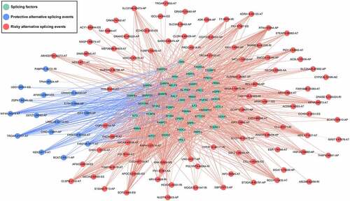 Figure 10. The interaction network of splicing factors. Correlation network between expression of survival AS factors and PSI values of AS genes generated using Cytoscape. Green dots were survival associated splicing factors. Blue/Red dots were favorable/adverse AS events. Red/blue lines represent positive/negative correlations between substances