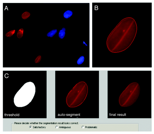 Figure 1. Automated pre-processing of nuclear images. (A) Raw images were collected with multiple fluorescence channels (see methods): red and blue channels for Lamin A/C and DNA, respectively. (B) Matlab code segmented the Lamin A/C channel using a level set active contour algorithm to delineate individual borders; here, after 320 iterations. (C) The code then showed the raw and computed nuclear image and allowed input from user to adjust the contour manually by dilating and eroding. Multiple views of the segmented nucleus (left to right: binary segmentation, segmentation with an outline and the result after segmentation) allowed rapid visualization and the possibility for manual adjustment after the auto-segmentation. Pop-up boxes allowed user to confirm segmentations. Only satisfactory results were used for computation.