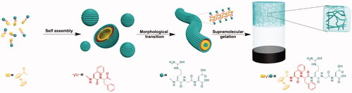 Figure 3. Fc-FFRGD self-assembling process for the production of supramolecular nanofibers and hydrogels. Reproduced with permission from ACS 2016 (Li et al., Citation2021).