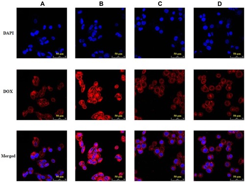 Figure 7 Confocal images of HepG2 cells incubated with sHA-DOX (A) and sHA-DOX/HA-GA (B); HeLa cells incubated with sHA-DOX (C) and sHA-DOX/HA-GA (D).Note: DAPI (blue), DOX (red) and a merge of two images were simultaneously presented.Abbreviations: HA, hyaluronic acid; sHA, sulfated hyaluronic acid; DAPI, 4ʹ,6-diamidino-2-phenylindole; DOX, doxorubicin; GA, glycyrrhetinic acid.