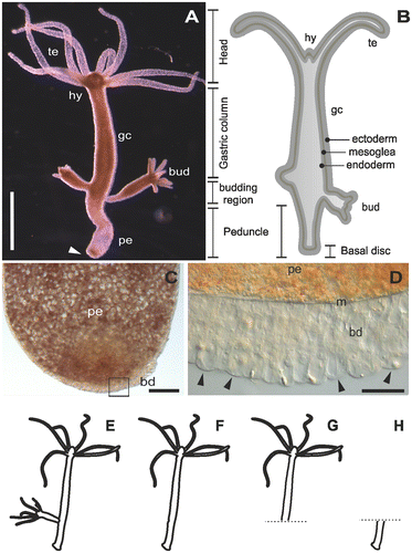 Figure 1. The model organism Hydra. (A) Micrograph of an adult polyp. The arrow indicates the basal disc. (B) Scheme of an adult polyp indicating details of the animal morphology. (C) Squeezed preparation of the peduncle region. The square indicates the area magnified in D. (D) The arrowheads point at individual ectodermal basal disc cells. (E–H) Different polyp conditions used for the RNA sequencing, transcriptome assembly and differential gene expression. (E) Whole polyp with bud; (F) whole polyp without bud; (G) amputated anterior part; and (H) amputated peduncle. te=tentacles, hy=hypostome, gc=gastric column, pe=peduncle, m=mesoglea, bd=basal disc. Scale bars=(A) 1 mm, (C, D) 50 μm.