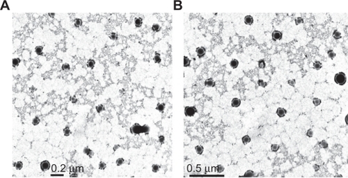 Figure 1 Transmission electron microscopy images of 5-FU-entrapped PLGA 50-50 (A) and PLGA 90-10 nanoparticles (B).Abbreviations: FU, 5-fluorouracil; PLGA, poly (D, L-lactic-co-glycolic acid).