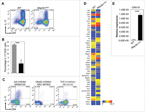 Figure 1. Mekk1 regulates Cdkn1b expression in Th17 cells. (A) Naïve CD4+T cells were extracted from WT and Map3k1ΔKD mice and differentiated under Th17 conditions. FACS analysis was performed with the indicated antibodies (4 mice per experiment). (B) Quantitation of WT and Map3k1ΔKD IL-17+CD4+T cells (▪ WT and ▪ Map3k1ΔKD) differentiated under Th17 conditions (n = 3). (C) Naïve CD4+ T cells were extracted from WT and Map3k1ΔKD mice and incubated with SP600125, NSC697923 or SB431542 inhibitors while differentiating under Th17 conditions (4 mice per experiment). FACS analysis was performed with the indicated antibodies. (D) Global gene expression analysis of Th17 cells. Naïve CD4+ T cells were extracted from WT and Map3k1ΔKD mice and differentiated into Th17 cells. RNA was isolated from WT and Map3k1ΔKD splenic Th17 cells, processed and hybridized onto Affymetrix arrays. Bioinformatics analysis was performed and a heat map comparing gene hits between WT and Map3k1ΔKD Th17 cell microarray screen hits was constructed. The data is from 3 independent experiments (4 mice per experiment). (E) Real-time PCR analysis of Map3k1ΔKD for Cdkn1b undergoing Th17 differentiation. Naïve CD4+ T cells from the spleen of WT and Map3k1ΔKD mice were isolated, differentiated under Th17 conditions and their RNA was analyzed by real-time PCR as indicated (▪ WT and ▪ Map3k1ΔKD). The average relative expression (± SEM) of genes from 3 independent experiments was statistically analyzed, where appropriate, by 2-tailed Student's t test (*, p ≤ 0.05; **, p ≤ 0.01; ***, p ≤ 0.001).