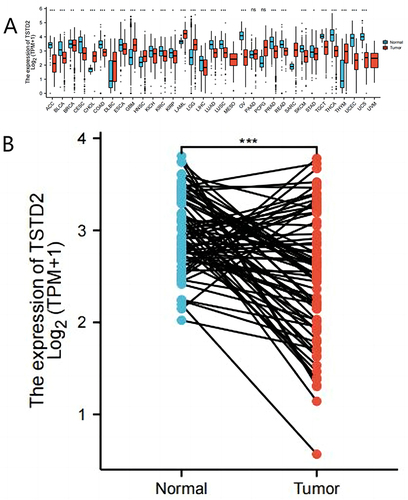 Figure 1 The lower expression of TSTD2 was showed in KIRC compared with normal samples. (A) Expression level of TSTD2 in paired normal and pan-cancer samples. (B) Expression level of TSTD2 in paired normal and KIRC samples. *P < 0.05; **P < 0.01; ***P < 0.001.