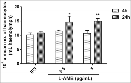 Figure 7. Effect of L-AMB on the haemocyte density in G. mellonella. Haemocyte density in larvae injected with IPS or L-AMB (0.5 or 5 µg/mL) and incubated at 37°C was assessed after 4 h and 24 h. Gray bars, 4 h; black bars, 24 h. Results are significantly different (*p ≤ 0.05; **p ≤ 0.01; Students t-test, 2 tail) to the IPS control.